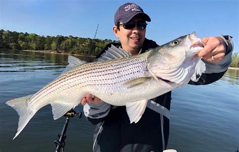 How to Catch Striped Bass .